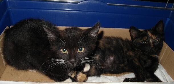 KOTY W WORKU CZYLI PAMIĄTKA Z WAKACJI