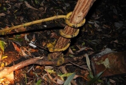 Zdechł pies przywiązany do drzewa