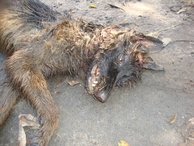 Wygłodzone psy zagryzły owczarka