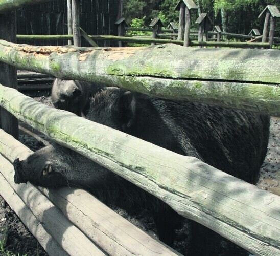 Dziki straszą mieszkańców