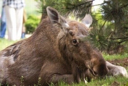 Potrącono łosia na S8