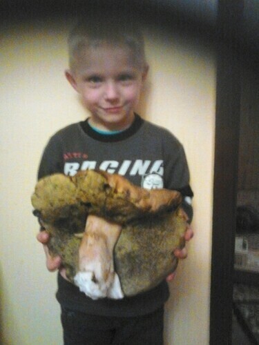 Wysyp grzybów w regionie