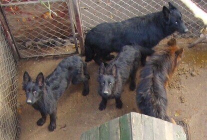 Sprawa owczarków trafi do sądu