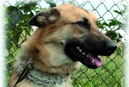 Kto chce spuścić psy z łańcuchów