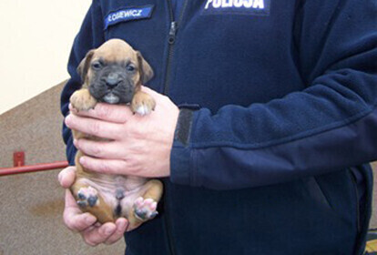 Zdjęcie 1: Mały szczeniak rasy bokser w tarapatach