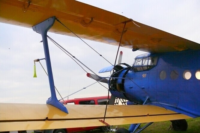 12 Antków szczepi lisy