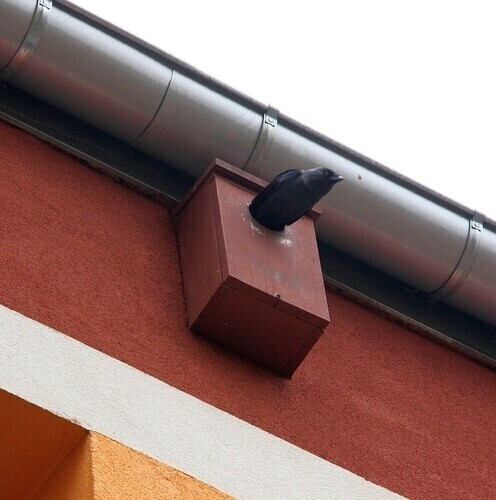 Miasto buduje lokale zastępcze... dla ptaków