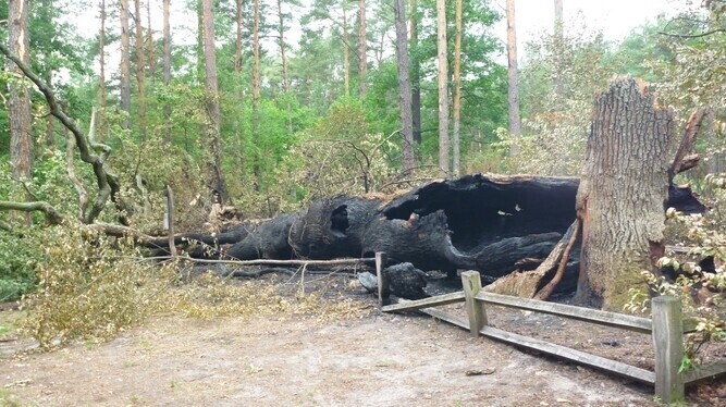 Statuetki ze spalonego dębu