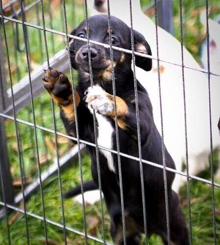 Rozpoczęła się akcja Wigilia dla zwierząt