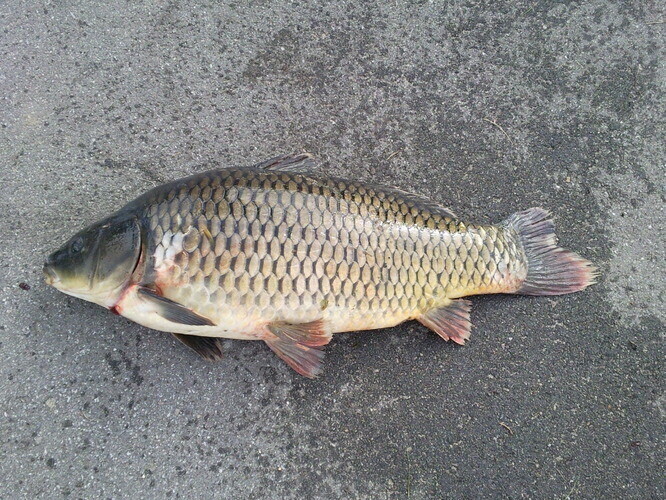 Akcja Karp Traktujmy karpia po ludzku