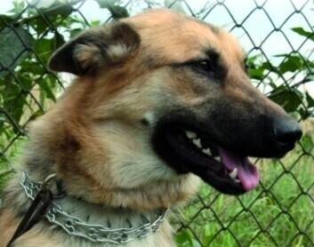 Wystraszone psy już trafiają do schroniska