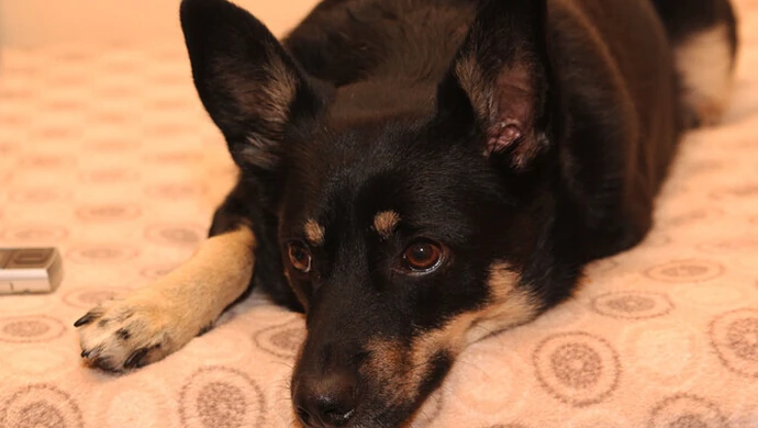 Zebrali żywność dla zwierzaków ze schroniska