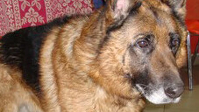 Owczarek pogryzł 10-letnią dziewczynkę