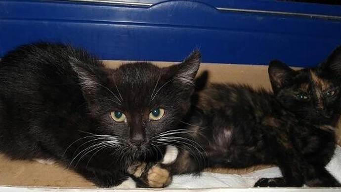 KOTY W WORKU, CZYLI PAMIĄTKA Z WAKACJI