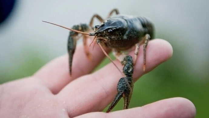 Nowe raki już w rzece
