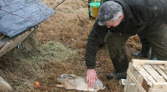 Zające już poszły w las