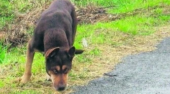 Moszczenica: 300 zł za adoptowanie psa