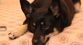 Zebrali żywność dla zwierzaków ze schroniska