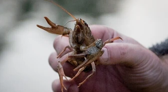 Ropa w rzece - czy raki przeżyją?