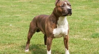 10-latek pogryziony przez amstaffa