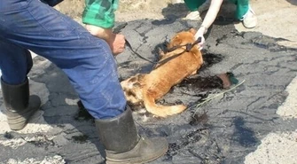 Urząd potwierdza, że to była fuszerka