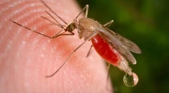 Komary nie dają nam żyć