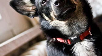 Powiedziała „STOP” testowaniu kosmetyków na zwierzętach