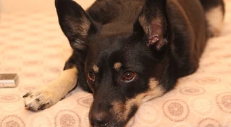 Znęcał się nad psem, odpowie przed sądem