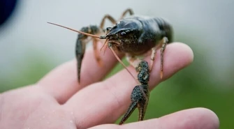 Wpuścili ryby do Rakówki