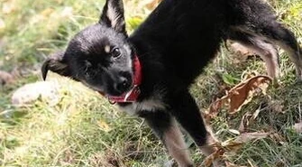 Podczas upału zostawił psa w samochodzie 