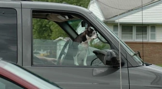 Pozostawianie psa w aucie