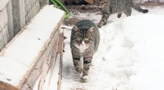 Zabił psa, sąd skazał go na grzywnę