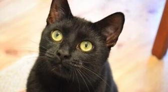 Dwie tony karmy dla kotów