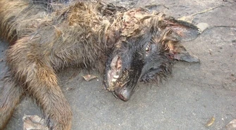 Wygłodzone psy zagryzły owczarka