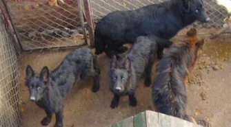 Sprawa owczarków trafi do sądu