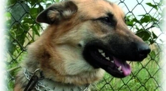 Kto chce spuścić psy z łańcuchów?