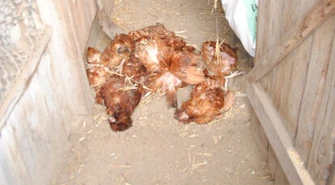 15-latek zabił 14 kur i rozbił 60 jajek. Odpowie przed sądem rodzinnym