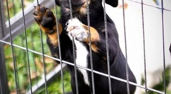 Rozpoczęła się akcja "Wigilia dla zwierząt"