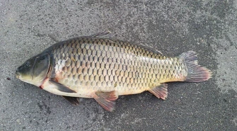 "Akcja Karp": Traktujmy karpia po ludzku