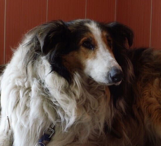 Będzie cmentarz dla zwierząt