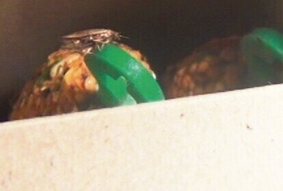 Robaki w karmie dla zwierząt