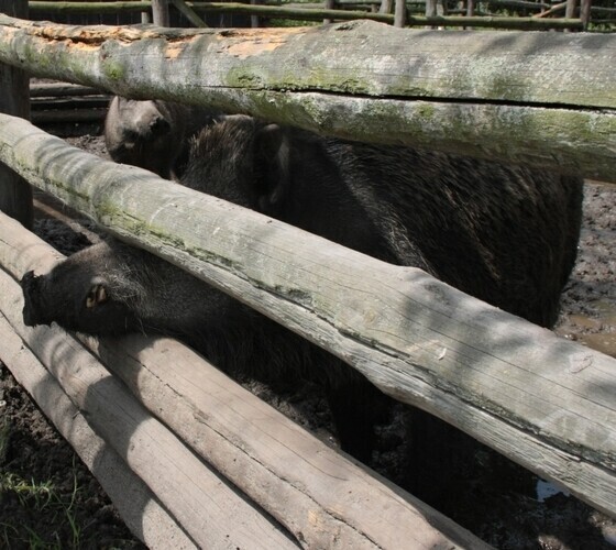 Nie dokarmiajcie zwierząt