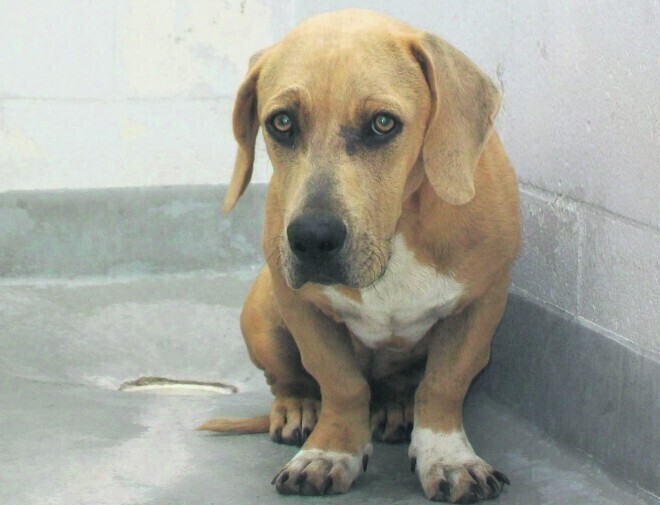 Gmina ma problem z bezpańskimi zwierzętami