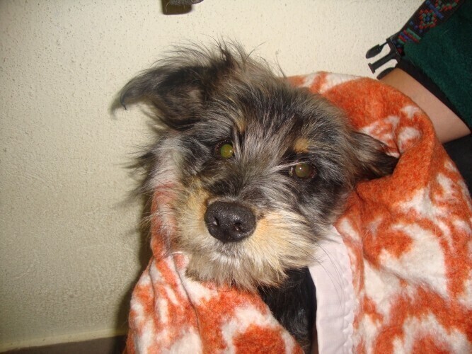 Cmentarz dla zwierząt Niezgodne z prawem