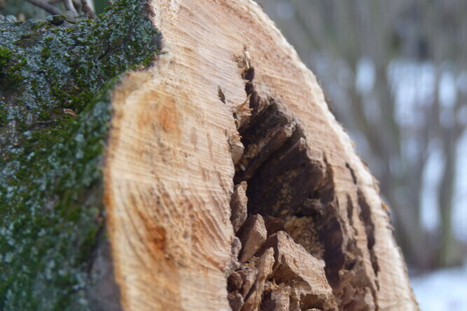 Radomsko Spór o drzewa