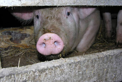 Zdjęcie 1: Ukradli świnię, trafili do policyjnego aresztu