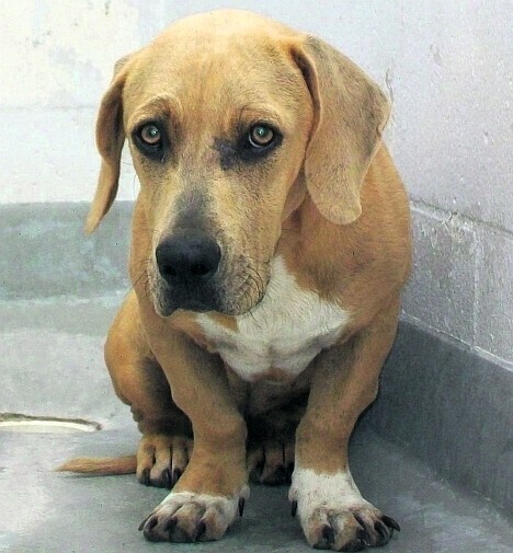 Pół miliona na bezdomne zwierzęta