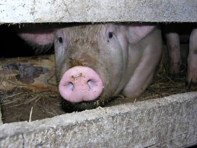 Zdjęcie 1: Rolnicy będą protestować 