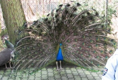 Może lepiej puścić pawia