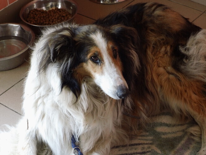 150 tysięcy na bezdomne zwierzęta